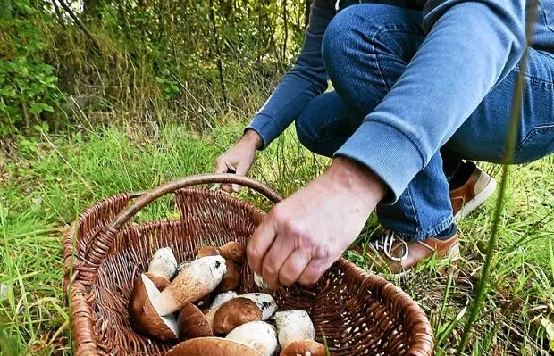 Cèpe des pins comestible ou venimeux