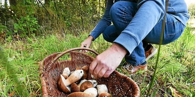 Cèpe des pins comestible ou venimeux
