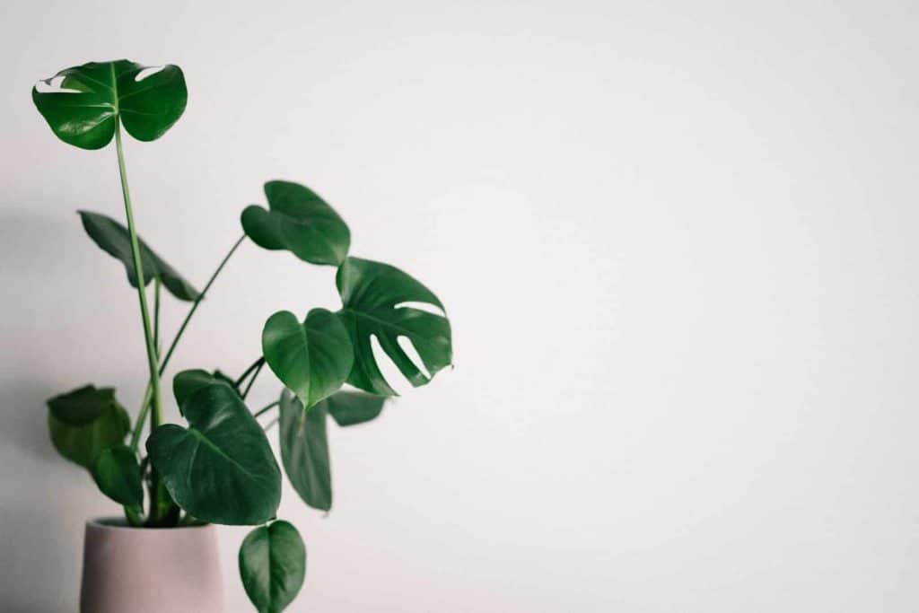 Plante Crassula : exposition, arrosage et conseils d'entretien