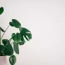 Plante Crassula : exposition, arrosage et conseils d'entretien